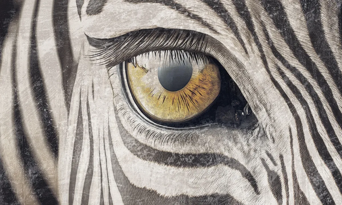 Zebra gaze 1